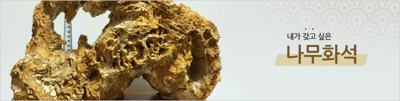 나무화석